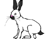 Coloring page Hare painted byDora