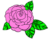 Coloring page Rose painted bymatheus