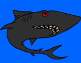 Coloring page Shark painted bymathias