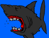 Coloring page Shark painted byq