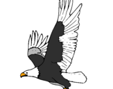 Coloring page Eagle flying painted byanonymous