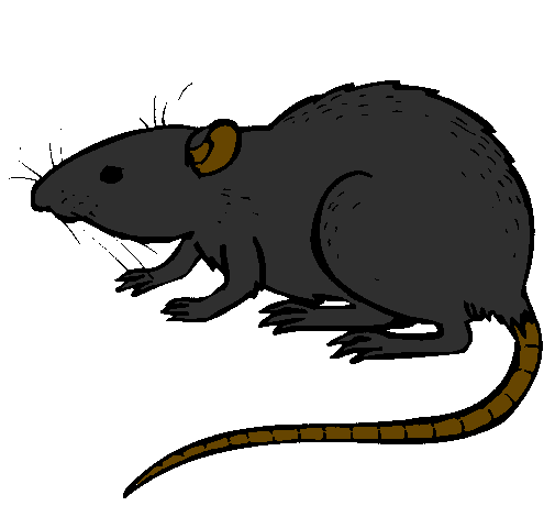 Underground rat