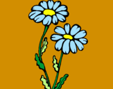 Coloring page Daisies painted byMARILIZA