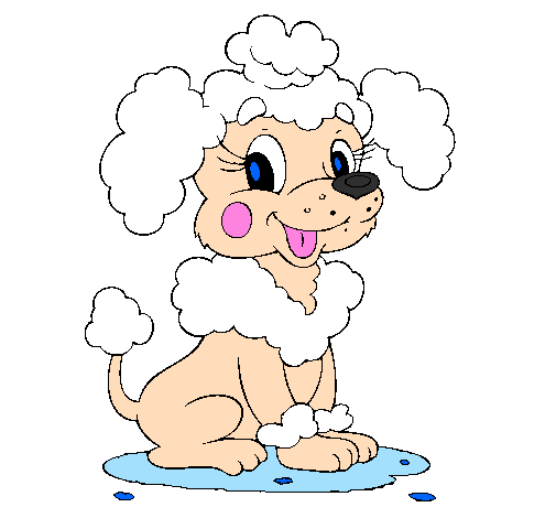 Colored page Poodle painted by dd