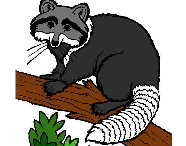 Coloring page Raccoon painted bykevinsuch