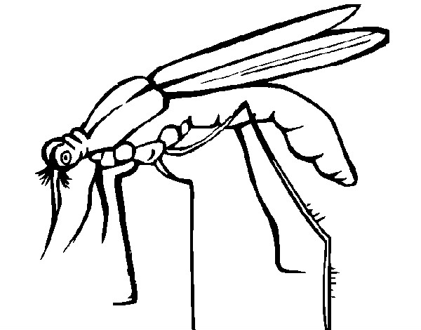 Coloring page Mosquito painted byannie