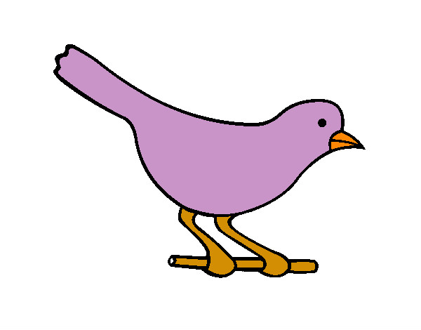 Bird 4