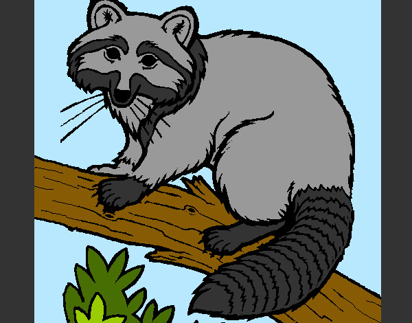 Coloring page Raccoon painted byBigricxi