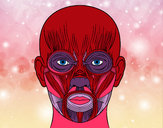 Coloring page Facial muscles painted bymade12