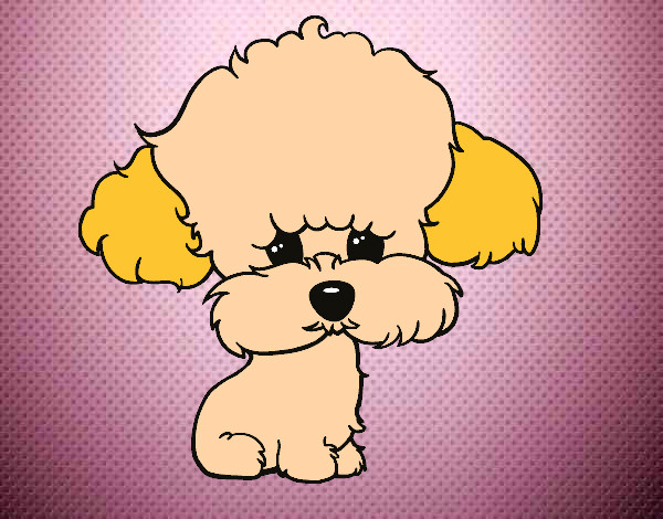 Coloring page Puppy poodle painted bymaja5