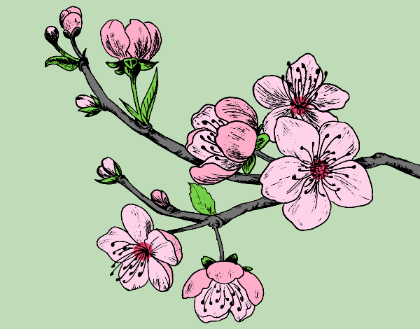 Coloring page Cherry-tree branch painted bybarbie_kil