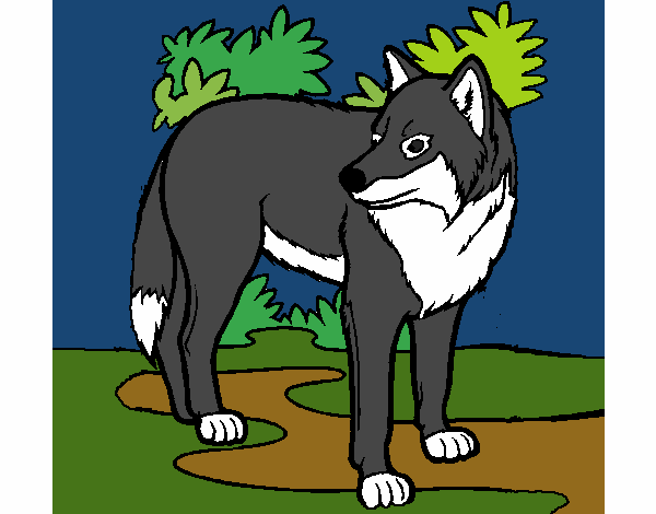 Coloring page Wolf painted bySavannah_M