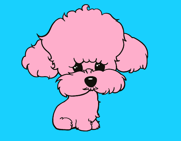 Coloring page Puppy poodle painted bymindella