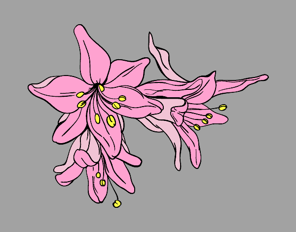 Coloring page Lilium flowers painted byLilypop