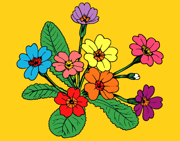 Coloring page Primula painted bymindella