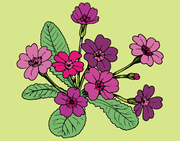Coloring page Primula painted byDivaDee
