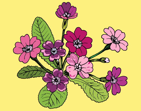 Coloring page Primula painted bysuzie