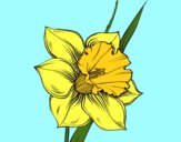 Coloring page Narcissus flower painted byDebH