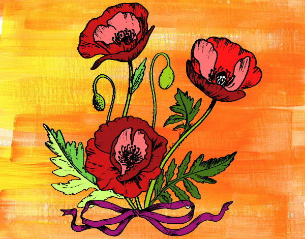 Some poppies