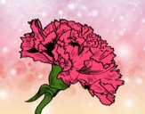 Coloring page Carnation flower painted byCharlotte