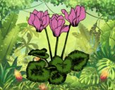Coloring page Cyclamen painted byCharlotte