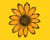 Coloring page Sunflower painted byCharlotte