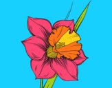 Coloring page Narcissus flower painted bymindella