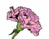 Carnation flower