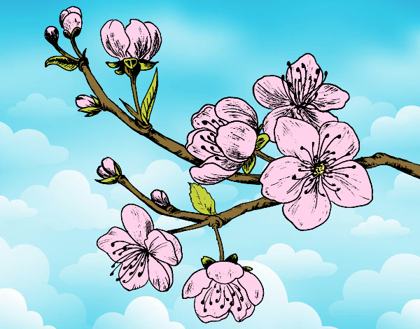 Coloring page Cherry-tree branch painted bySearlait
