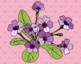 Coloring page Primula painted byCaryAnn