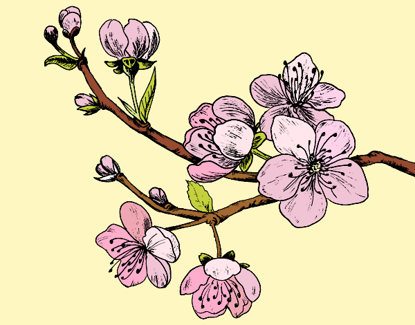 Coloring page Cherry-tree branch painted byneidamac