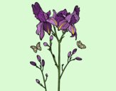 Coloring page Iris flower painted byneidamac