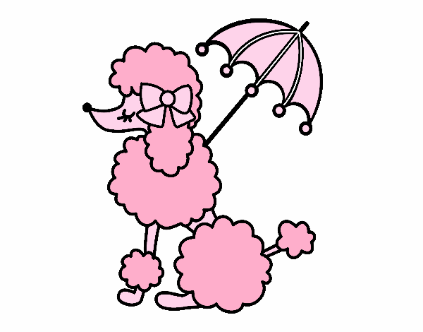 Poodle with sunshade