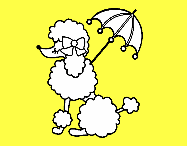 Poodle with sunshade