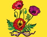 Coloring page Some poppies painted bymindella