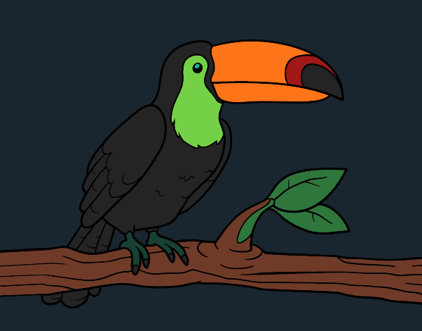 Coloring page A toucan painted byCharlotte