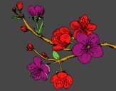 Coloring page Cherry-tree branch painted bycollydoggz