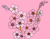 Cherry tree flower