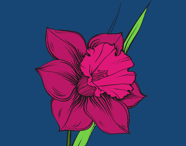 Coloring page Narcissus flower painted byBumblebee
