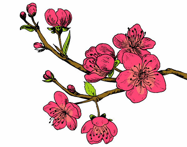 Coloring page Cherry-tree branch painted bylastflower