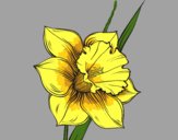 Coloring page Narcissus flower painted bylastflower