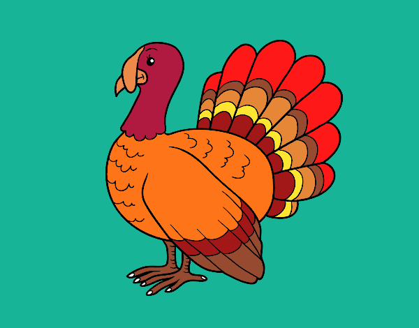 Coloring page Common turkey painted bymindella