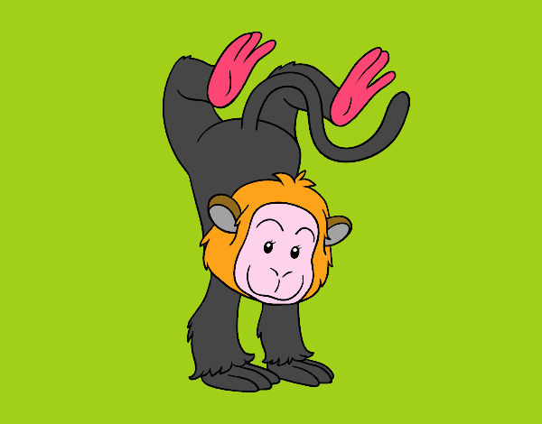 Tightrope monkey