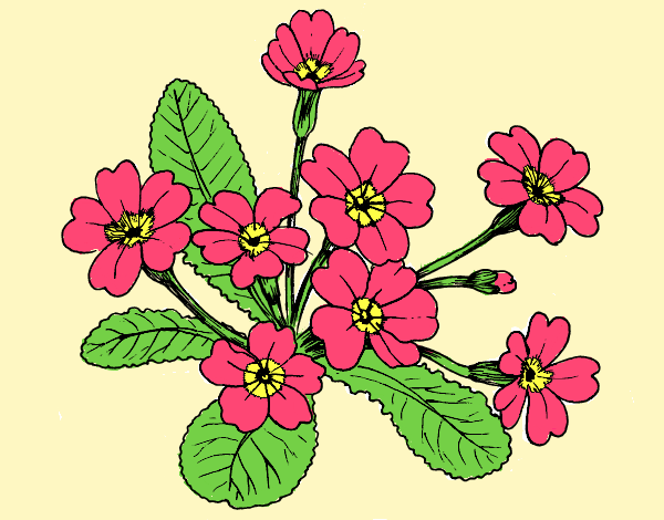 Coloring page Primula painted byAnia