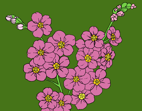 Coloring page Cherry tree flower painted byAish 
