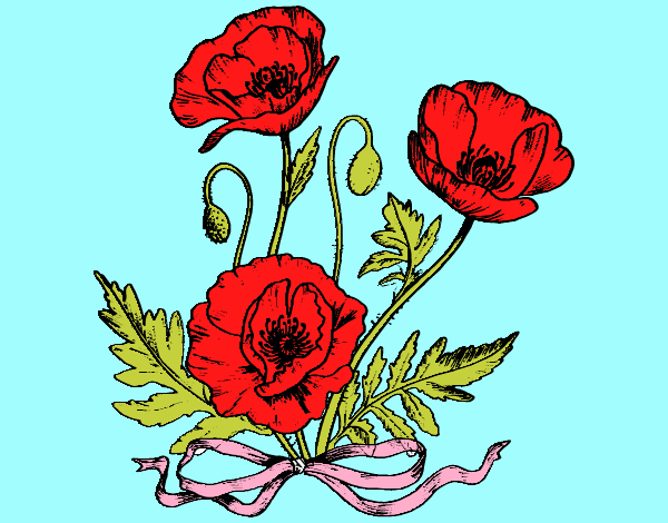Some poppies