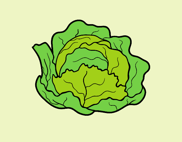 Coloring page Organic cabbage painted byJijicream
