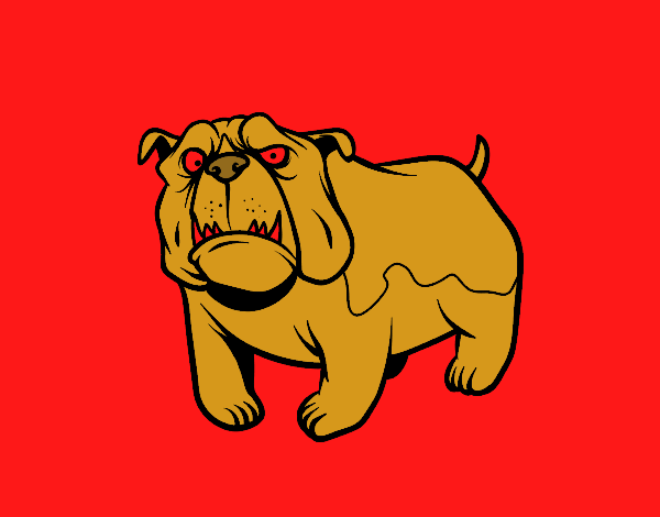 English Bulldog dog