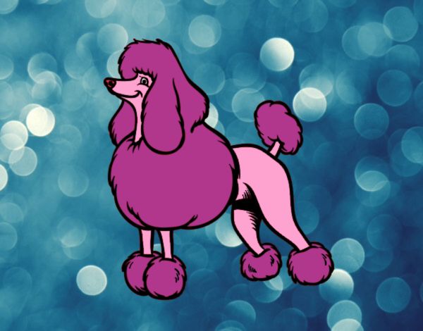Coloring page Snooty Poodle painted bySarabear