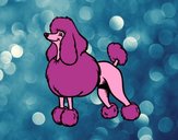 Coloring page Snooty Poodle painted bySarabear